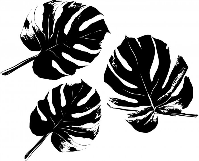 Poster Schwarz-weiße Fensterblätter