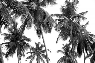 Schwarz-weiße Fotografie der Palmen