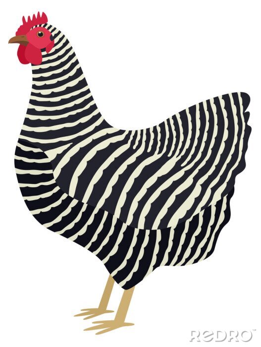 Poster Schwarz-weiße Henne mit rotem Kamm