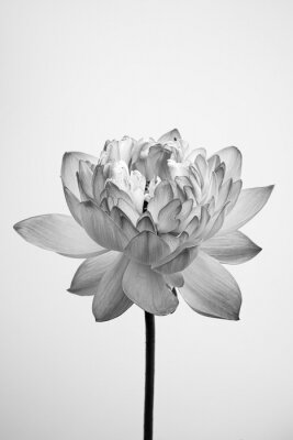 Poster Schwarz-weiße Lotusblüte