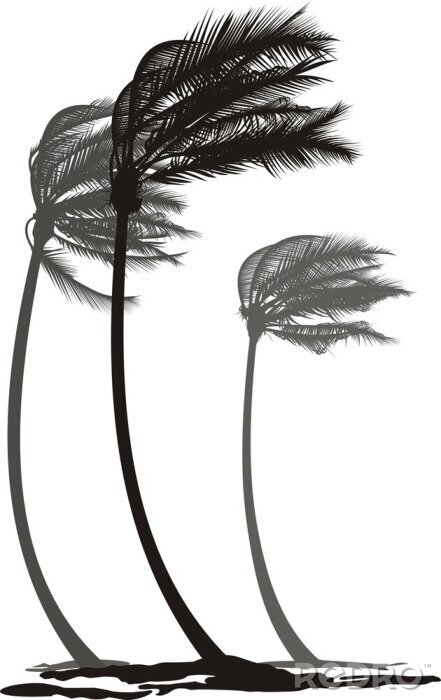 Poster Schwarz-weiße Palmen während eines Sturms