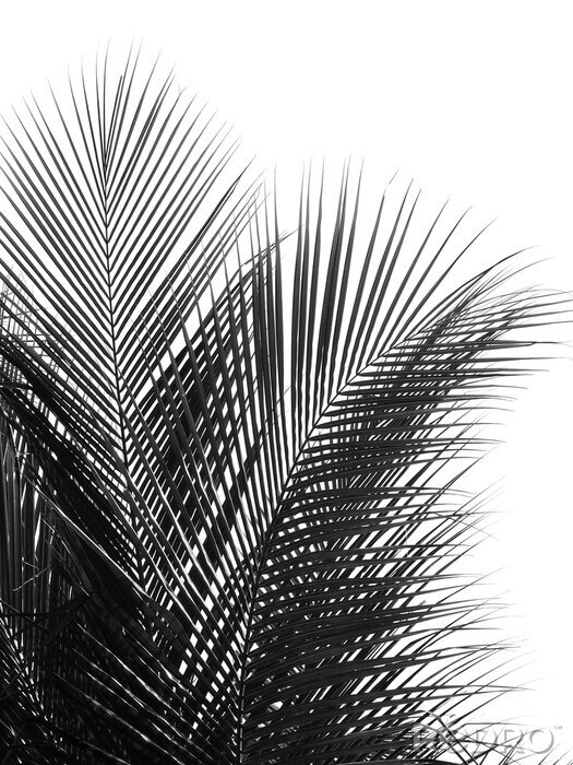 Poster Schwarz-weiße Palmenblätter