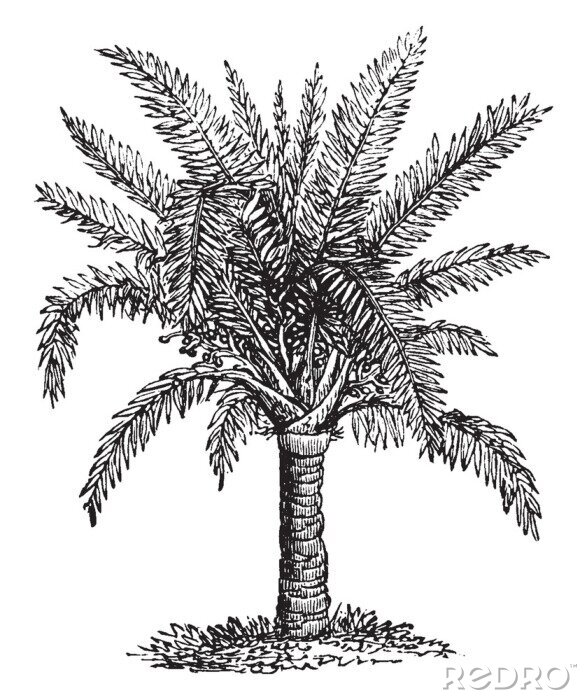 Poster Schwarz-weiße Palmenskizze