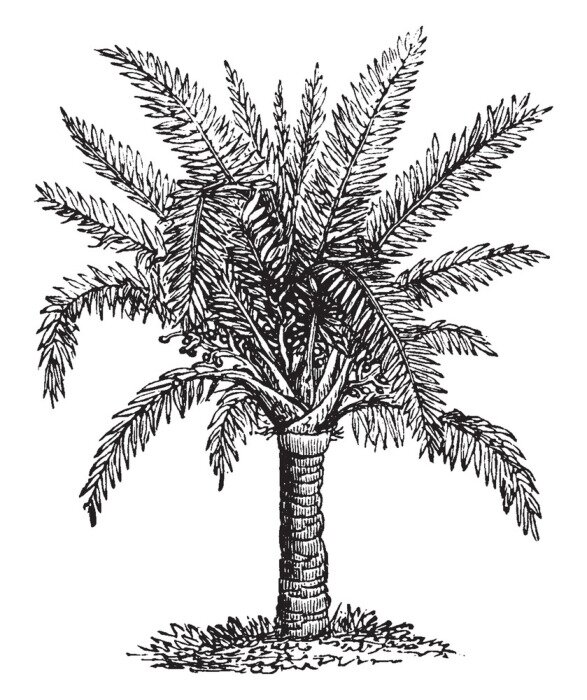 Poster Schwarz-weiße Palmenskizze