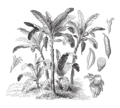Schwarz-weiße Skizze mit Bananen