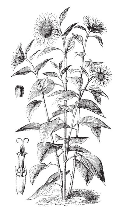 Poster Schwarz-weiße Sonnenblumen wachsen aus dem Boden