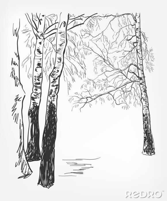 Poster Schwarz-weiße Zeichnung mit Birken