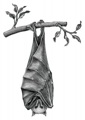 Schwarz-weiße Zeichnung mit hängender Fledermaus