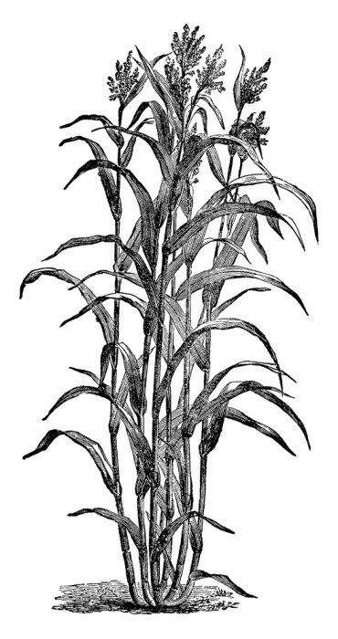 Poster Schwarz-weiße Zuckerrohrstängel