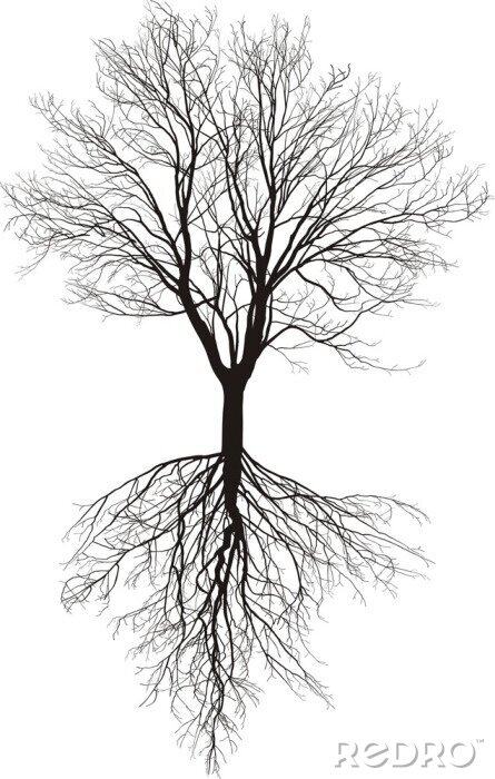 Poster Schwarz-weißer Baum mit sichtbaren Wurzeln