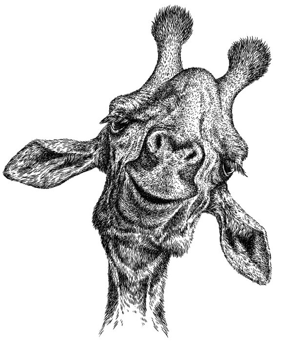 Poster Schwarz-weißer Giraffenkopf