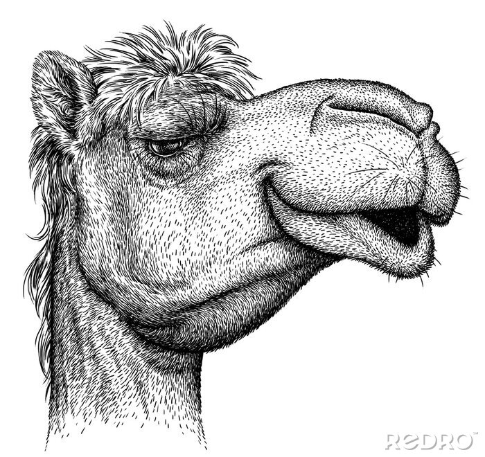 Poster Schwarz-weißer Kopf eines Kamels