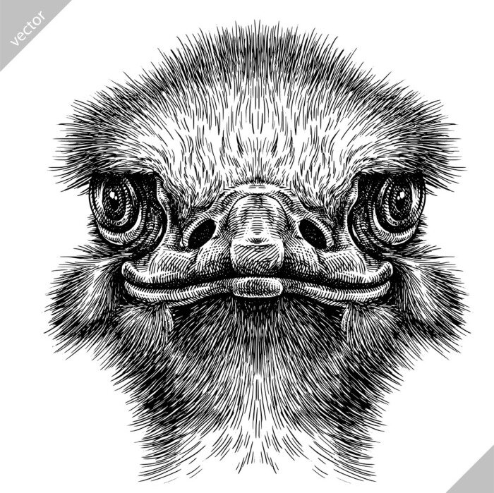 Poster Schwarz-weißer Straußkopf