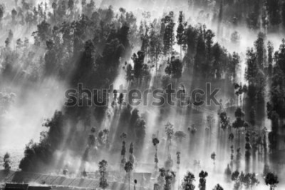 Poster Schwarz-weißer Wald bei Sonnenaufgang