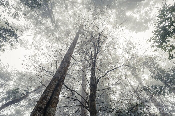 Poster Schwarz-weisser Wald im Nebel