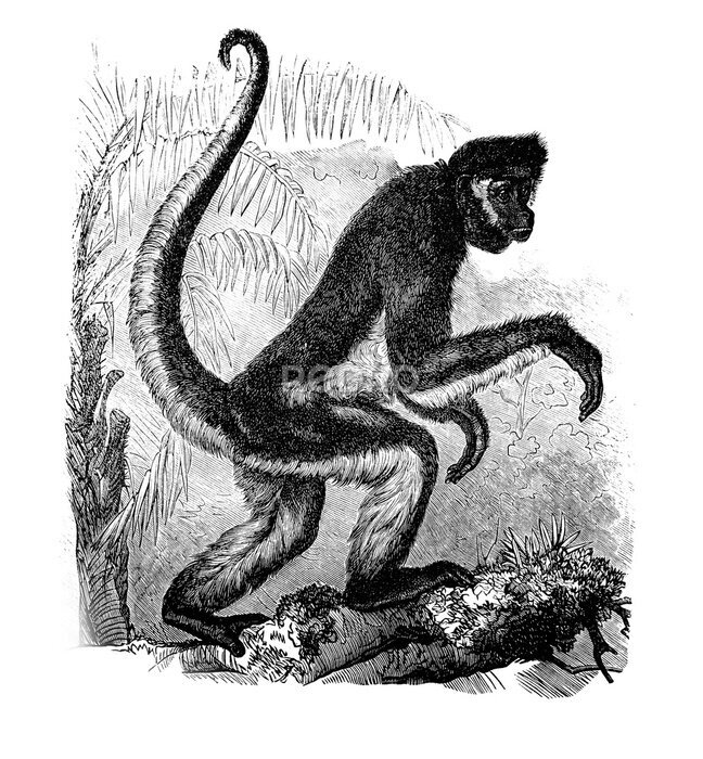 Poster Schwarz-weißes Konzept eines Affen Klammeraffe im Dschungel