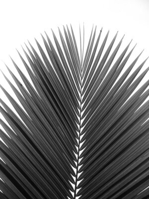 Schwarz-weißes Palmenblatt