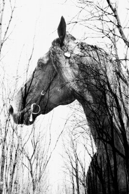 Poster Schwarz-weißes Pferd in einem Wald
