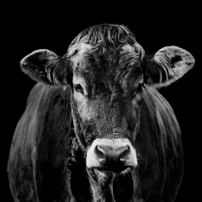 Schwarz-weißes Porträt einer Kuh