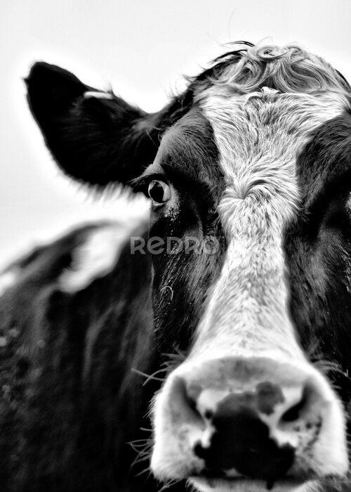Poster Schwarz-weißes Porträt eines Viehs