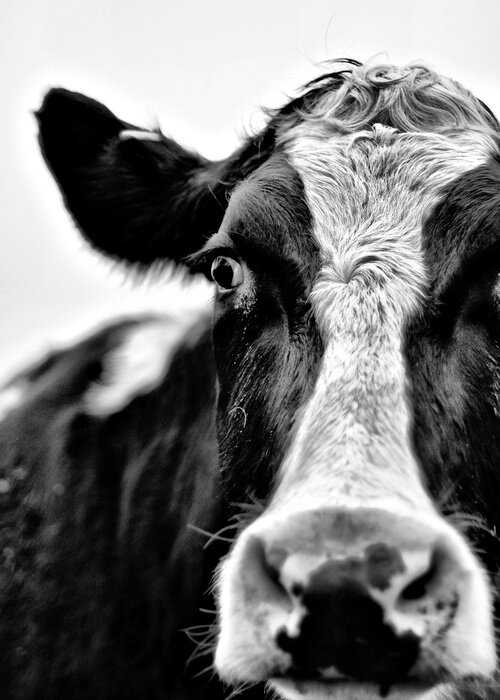 Poster Schwarz-weißes Porträt eines Viehs