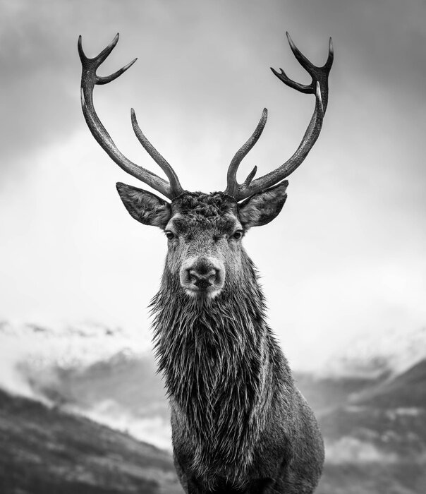 Poster Schwarz-weißes Rentier (Nahaufnahme)