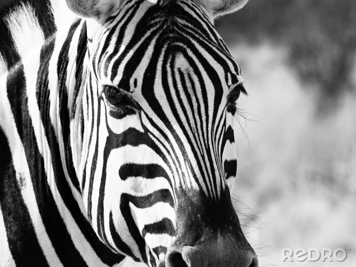 Poster Schwarz-weißes Zebra