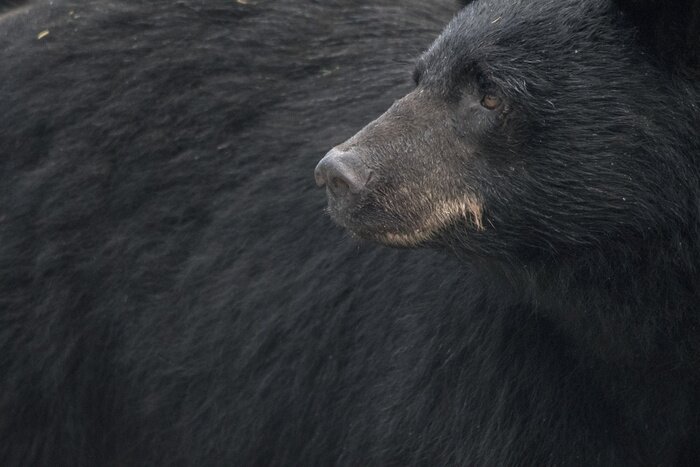 Poster Schwarzbär Nahaufnahme