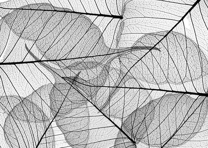 Poster Schwarze Blätter auf weißem Hintergrund