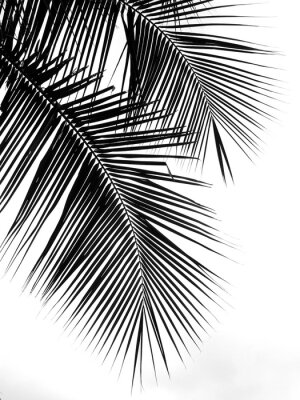 Poster Schwarze Konturen der Palmblätter