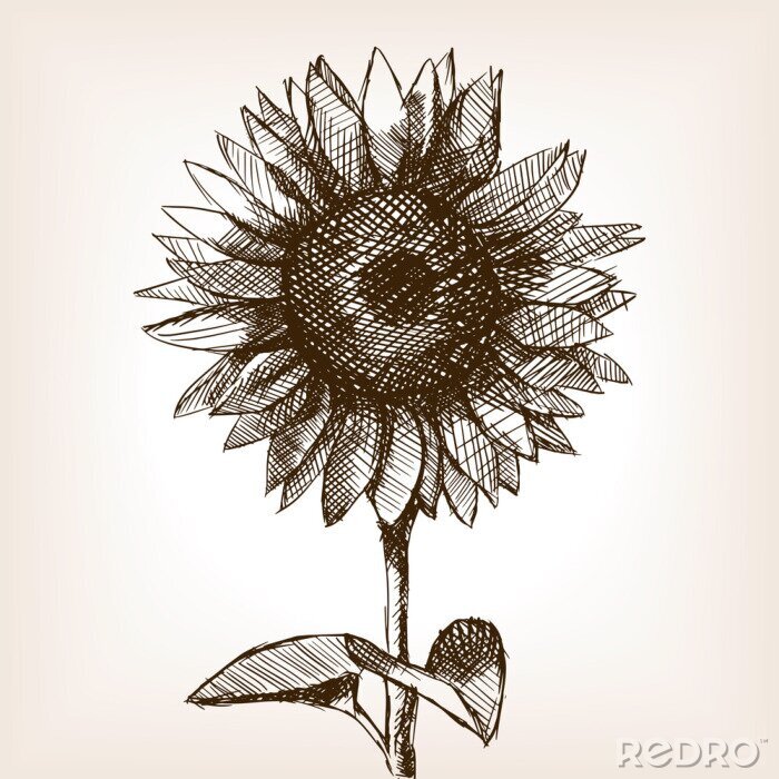 Poster Schwarze Linien bilden eine Sonnenblume