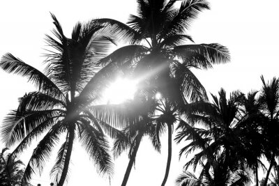 Schwarze Palmen auf weißem Hintergrund