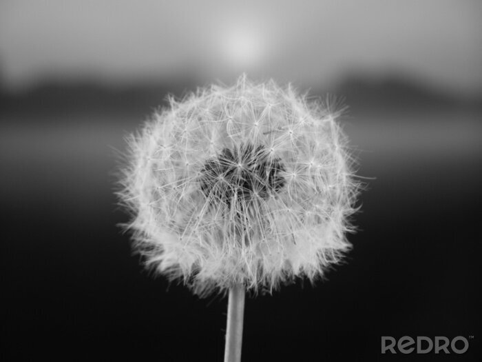 Poster Schwarze und weiße Blumen