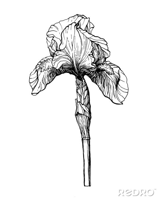 Poster Schwarze und weiße Iris Blume