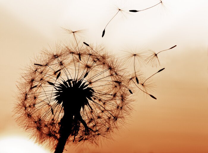 Poster Schwarzer Löwenzahn auf beigem Hintergrund