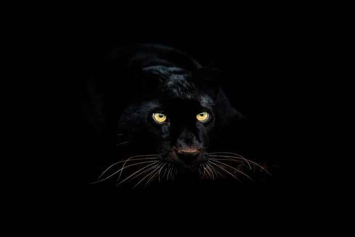 Poster Schwarzer Panther im Dunkeln
