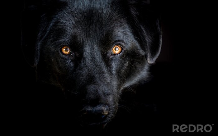 Poster Schwarzer Wolf auf dunklem Hintergrund