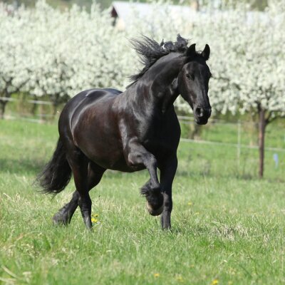 Fototapete Schwarzes pferd im hintergrund der bäume