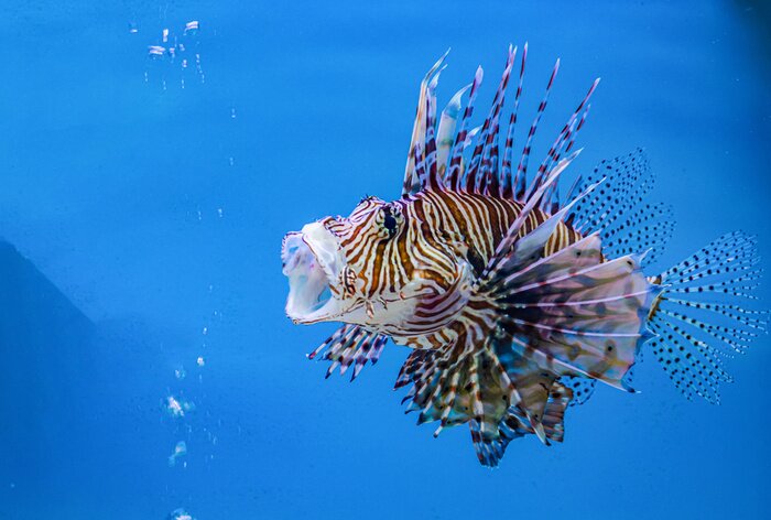 Poster Seefisch im Aquarium