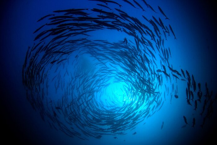 Poster Seefische im Sonnenschein