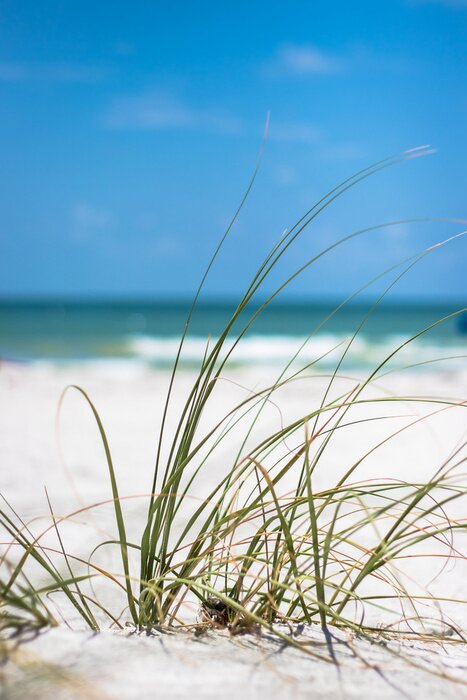 Poster Seegras wächst am Strand