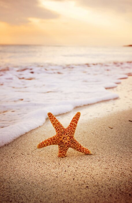 Poster Seestern im Sand am Strand
