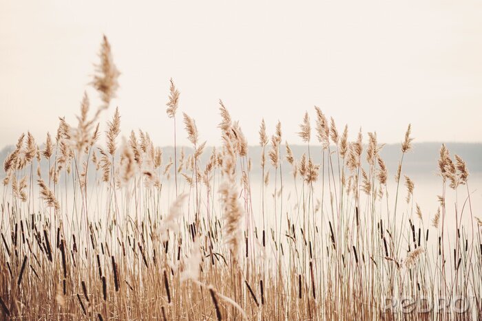 Poster Seeufer mit Gras