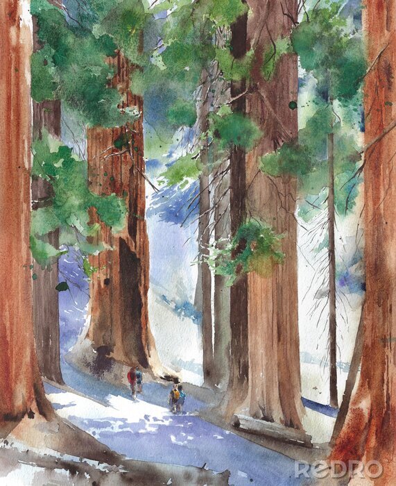 Poster Sequoia-Wald Illustration in Aquarell-Ästhetik