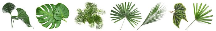 Poster Set of green tropical leaves on white background