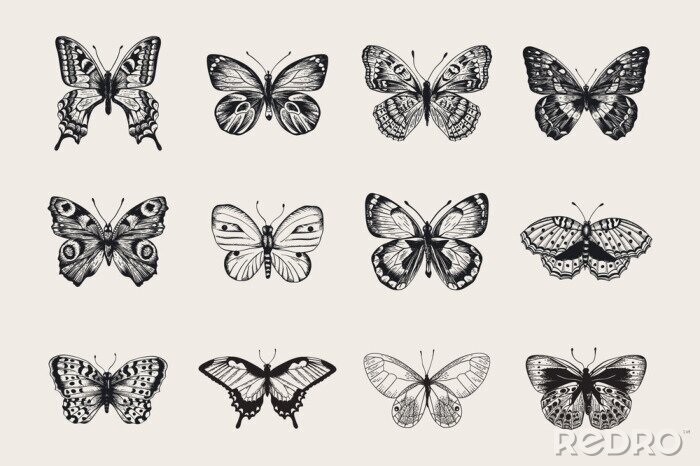 Poster Set von Schmetterlingen. Vector Vintage klassische Illustration. Schwarz und weiß