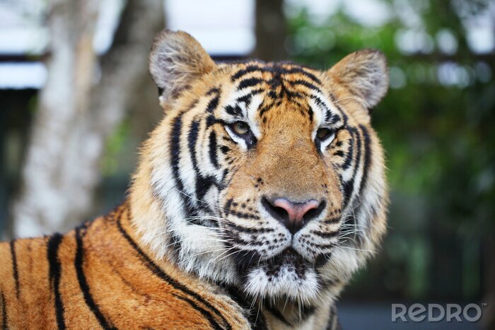 Poster Sibirischer Tiger Nahaufnahme