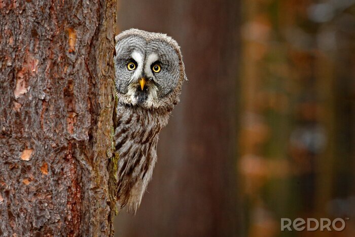 Poster sich hinter einem Baum versteckende Eule