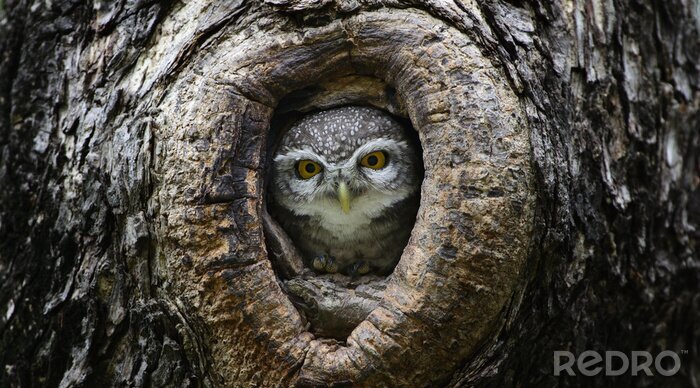 Poster sich in einer Baumhöhle versteckende Eule