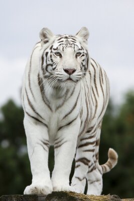 Poster Silhouette eines weißen tigers